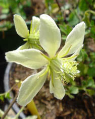 Clematis 'Lunar Lass'